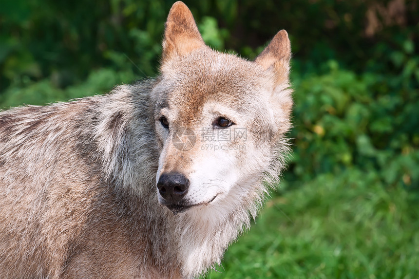 狼猎人野生动物捕食者哺乳动物荒野犬类狼疮危险食肉动物图片