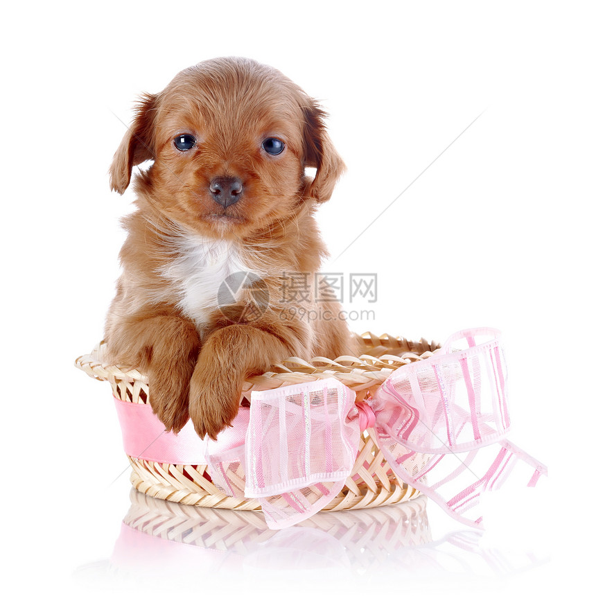 一只小狗用粉色的弓在一篮子里犬类贵宾动物猎犬好奇心脊椎动物哺乳动物爪子快乐丝带图片