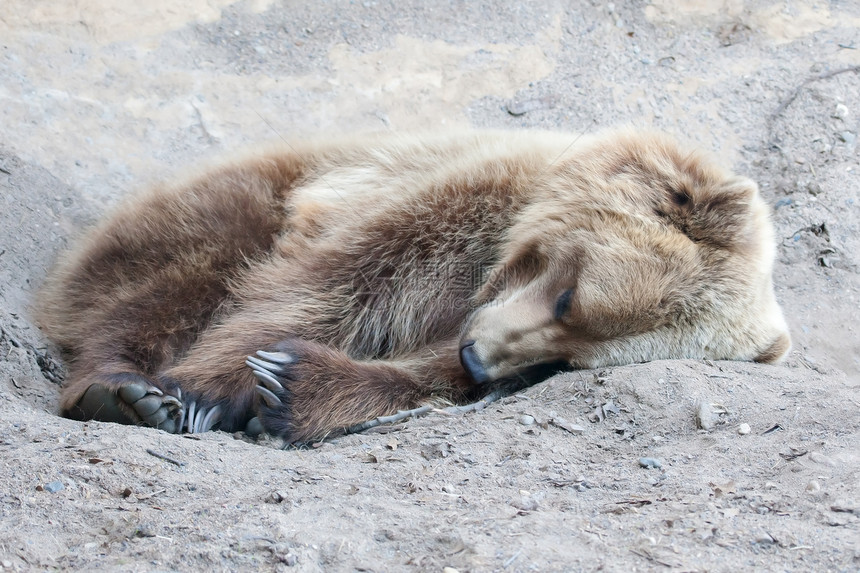 棕熊在野外柔软的焦点爪子危险地形野生动物睡眠动物园毛皮哺乳动物游泳棕色图片