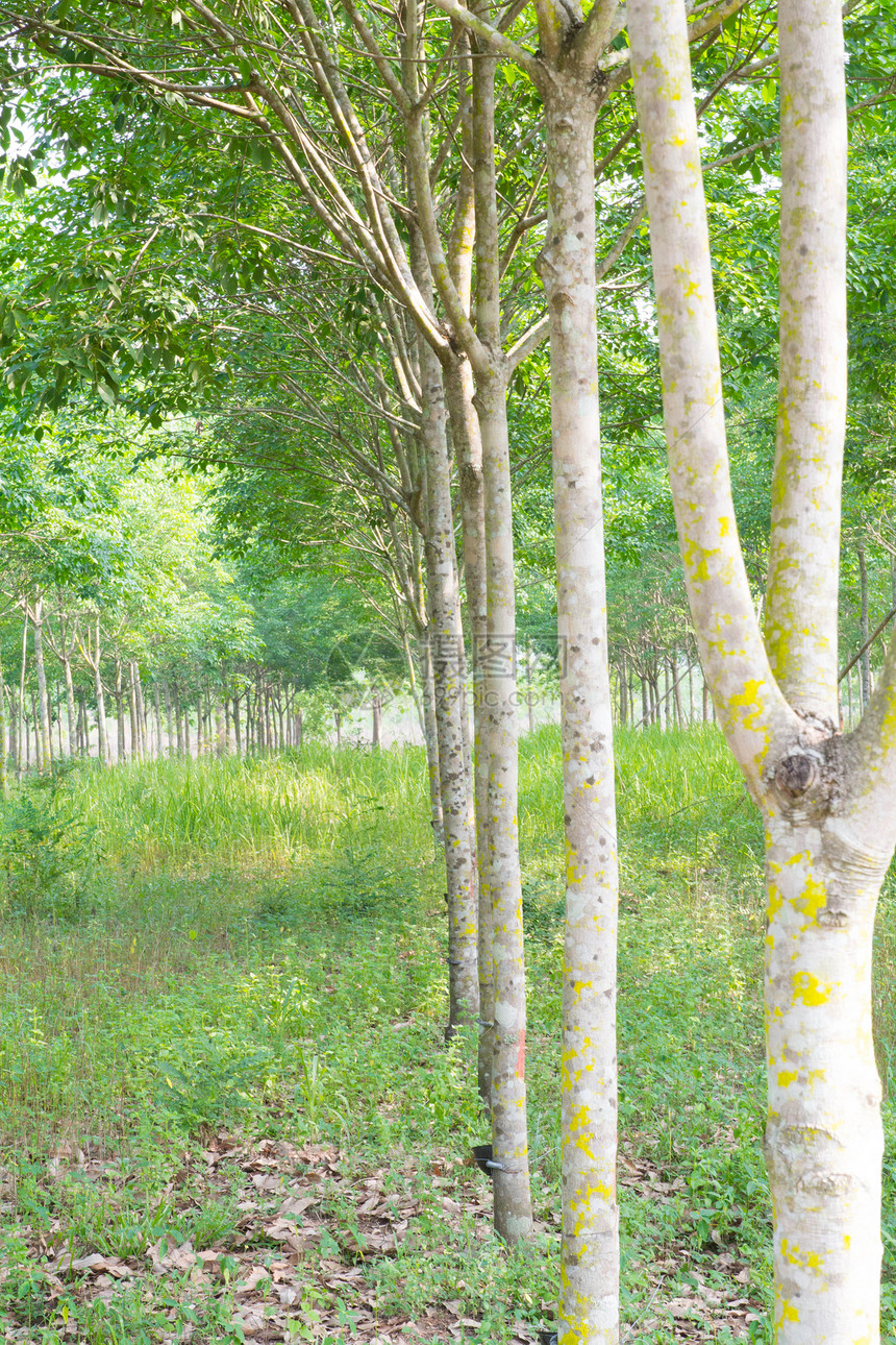 橡胶树热带来源材料树干丛林植物液体树液收藏乳胶图片