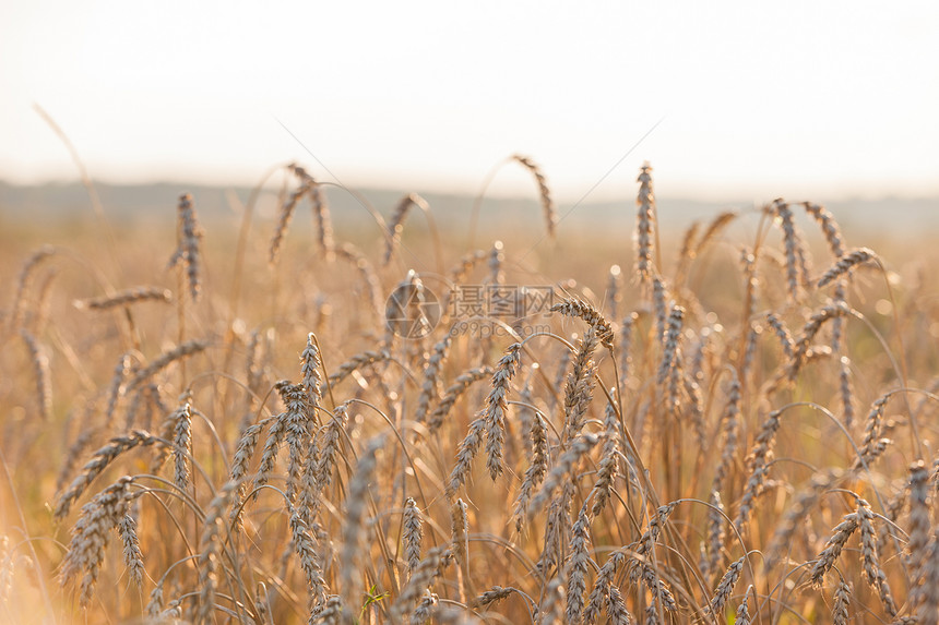 小麦或黑麦农业田间工厂种子蓝色草地谷物土地产品城市玉米地平线风景图片