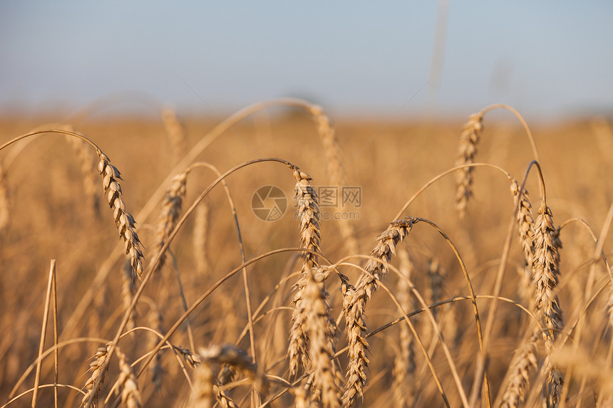 小麦或黑麦农业田间工厂面包季节粮食太阳天空稻草食物场地收获蓝色图片