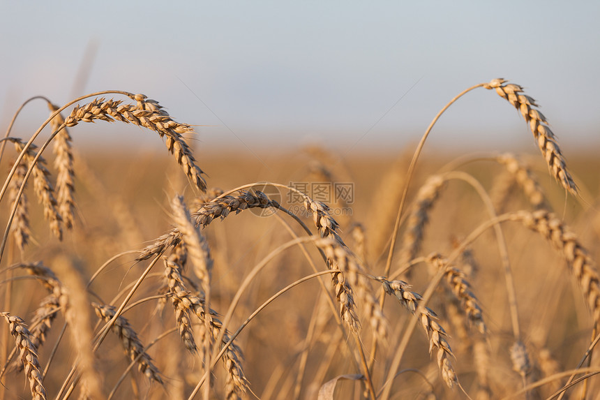 小麦或黑麦农业田间工厂天空粮食场景稻草草地蓝色生活面包大麦城市图片