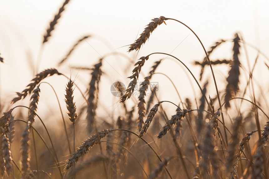 小麦或黑麦农业田间工厂金子面包太阳蓝色场地阳光植物玉米生活稻草图片