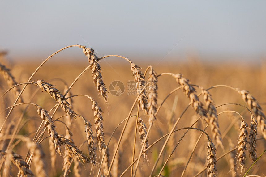 小麦或黑麦农业田间工厂产品农场蓝色场地阳光面包大麦植物城市土地图片