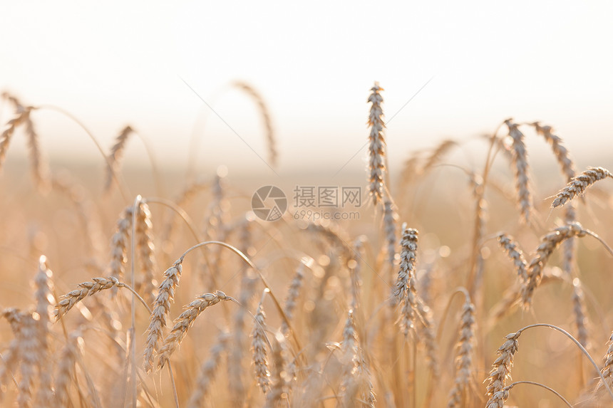 小麦或黑麦农业田间工厂城市农场蓝色种子场地季节天空生长稻草草地图片