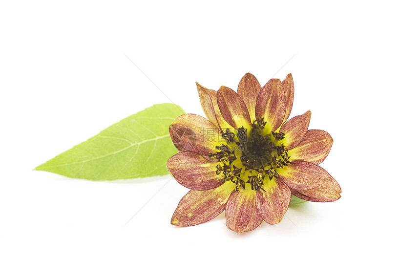 白背景的向日葵希连图斯绿色环境黄色母亲白色太阳花园植物香味生长图片