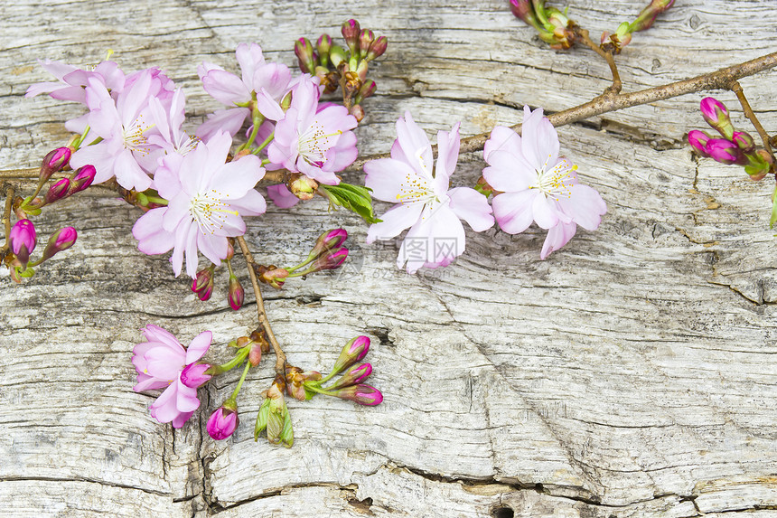 生锈木木板上的春花枝条宏观木头季节花瓣乡村园艺植物群植物叶子图片