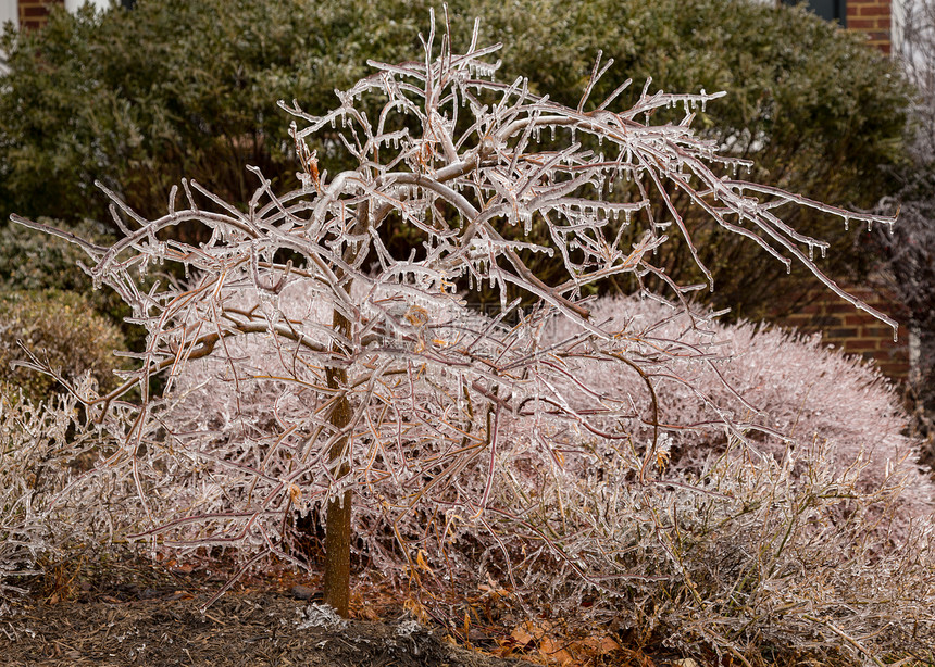 冰覆盖的树枝开始融化成冰柱枝条寒意季节森林木头水晶天气宏观图片