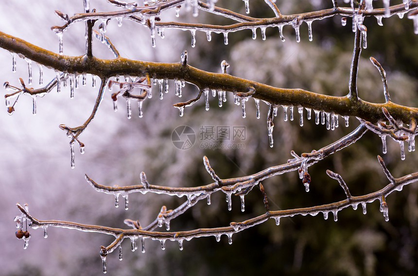 冰覆盖的树枝开始融化成冰柱森林木头枝条水晶天气季节宏观寒意图片