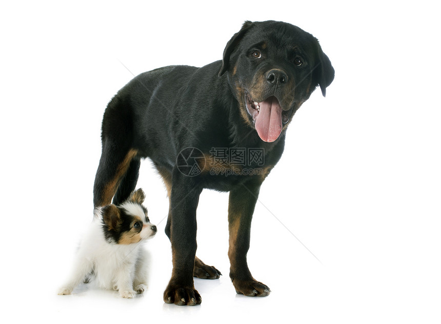 皮尔龙小狗和罗维勒宠物动物友谊长发犬类工作室朋友们三色黑色图片