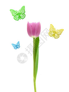 春季时间昆虫飞行蝴蝶橙子郁金香白色绿色叶子翅膀君主背景图片