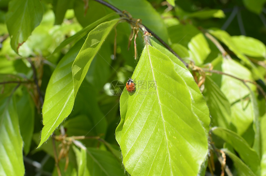 绿叶上的Ladybug刀刃甲虫漏洞季节红色衬套叶子花园植物黑色图片