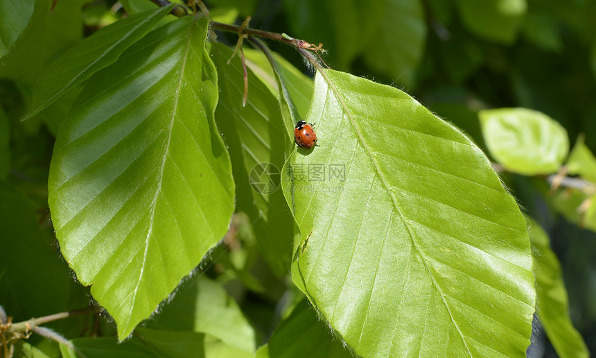 绿叶上的Ladybug红色花园植物群叶子植物刀刃生物学季节漏洞黑色图片