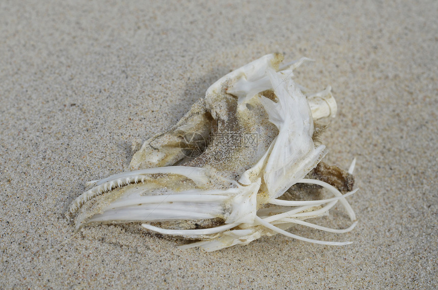 桑迪海滩上的死鱼群鱼骨动物粮食骨骼牙齿图片