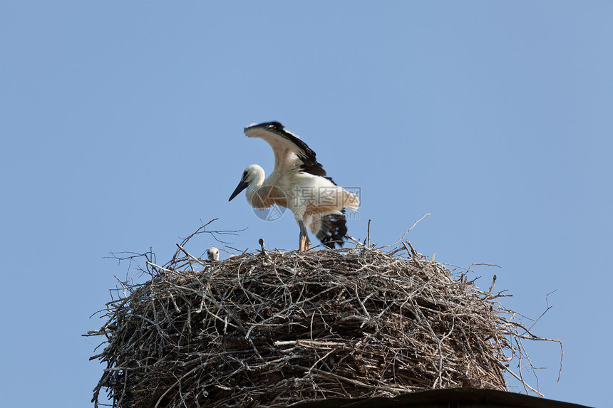 鸟巢中的白鸟脊椎动物环境野生动物羽毛生活柳条飞行水平天空白色图片