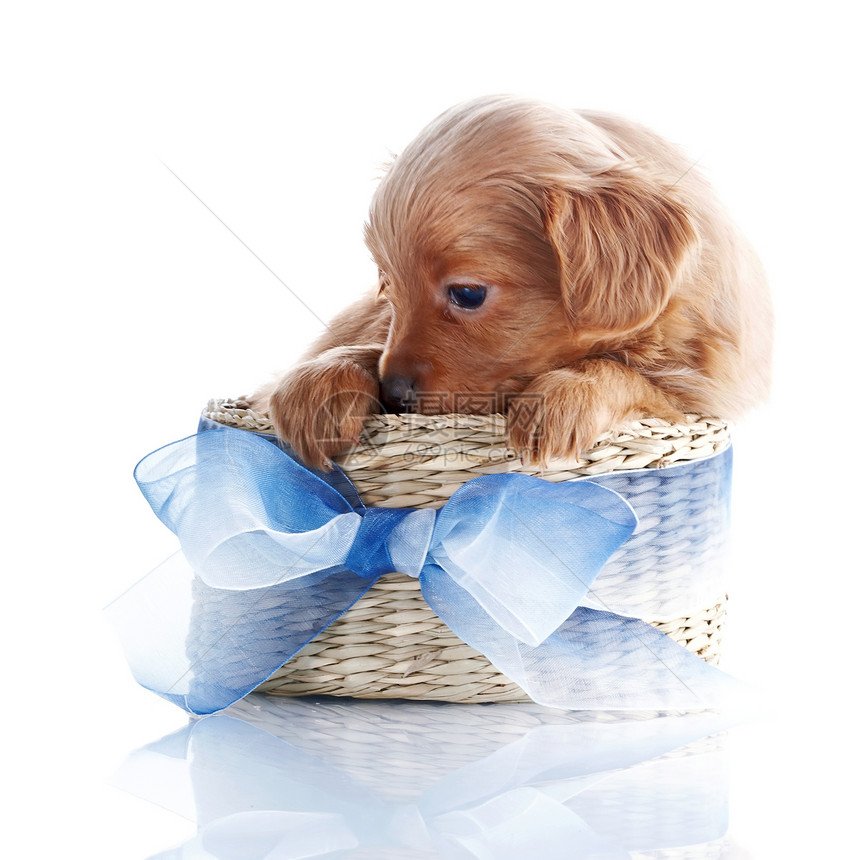 一只小狗用蓝色的弓在一篮子里爪子幸福哺乳动物宠物猎犬丝带毛皮犬类友谊脊椎动物图片