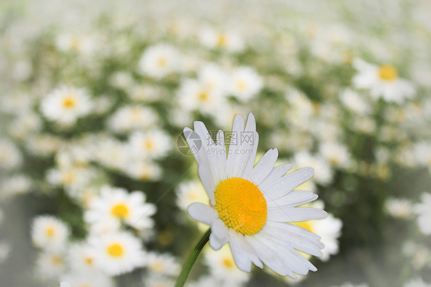 白色美丽甘菊花的花朵图片