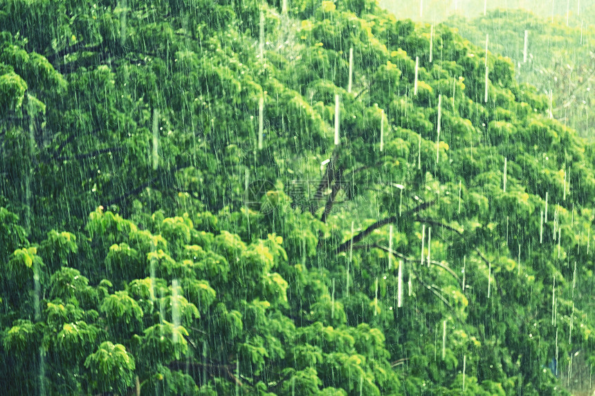 降雨叶子植物绿色森林下雨图片