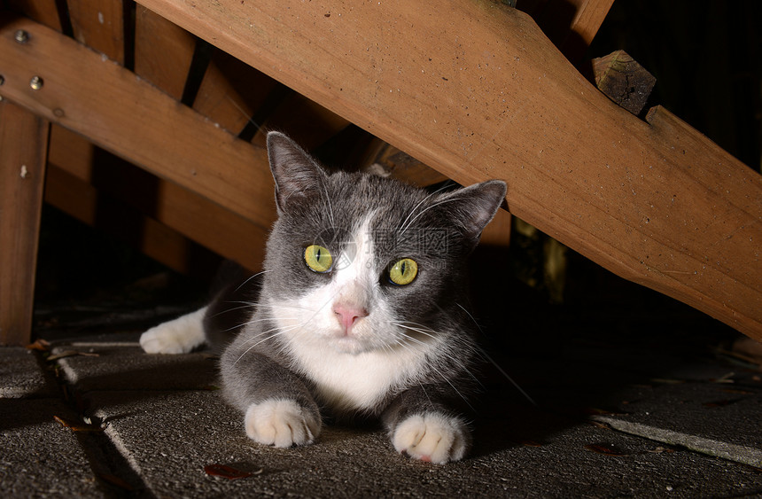 眼睛明亮的白灰色可爱猫白色猫咪小猫短发动物宠物胡须猫科动物图片