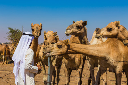 野骆驼传统的迪拜高清图片