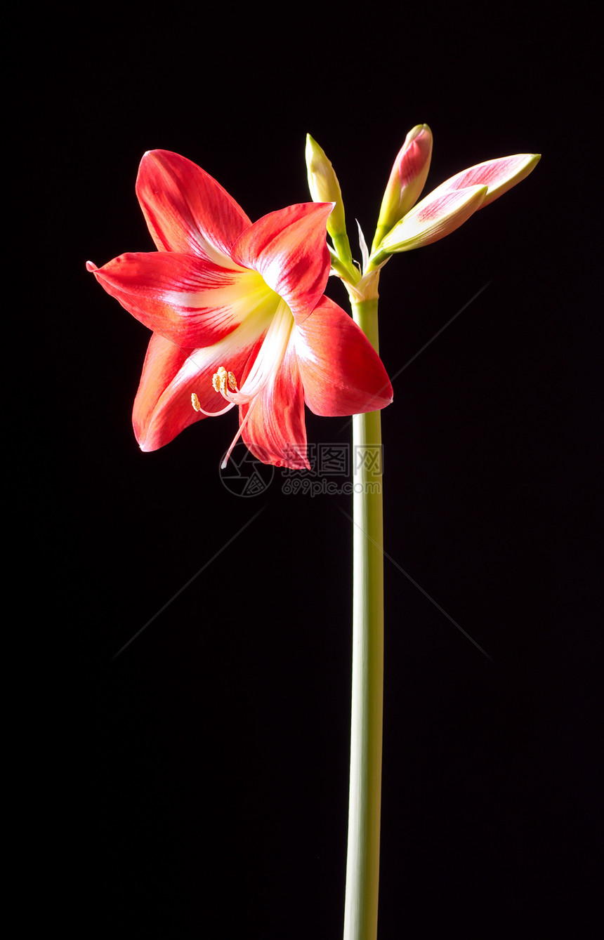 红阿玛丽丝花朵植物学灯泡宏观植物群黑色生长花瓣百合植物花粉图片