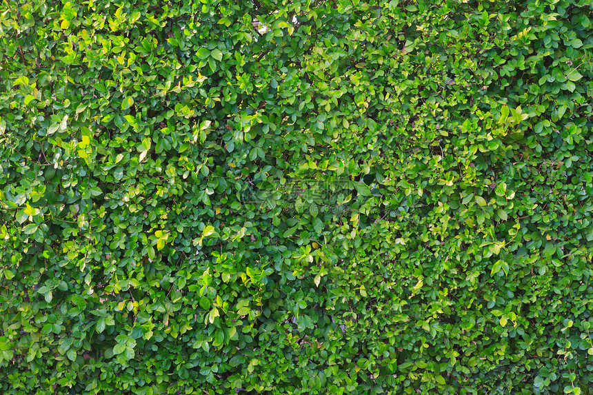 绿色长城生态草地树篱草本植物植物群宏观地面叶子花园植物图片