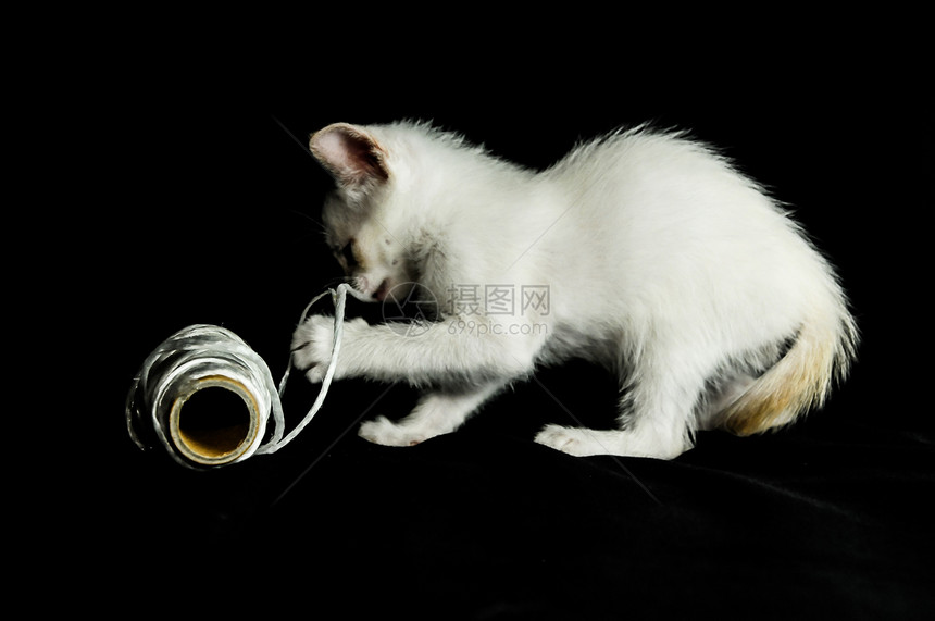 白幼婴小猫爪子动物猫咪游戏黑色婴儿棉布白色眼睛白猫图片