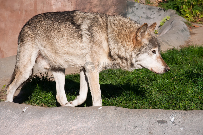 狼毛皮哺乳动物动物狼疮野生动物荒野灰色危险犬类猎人图片