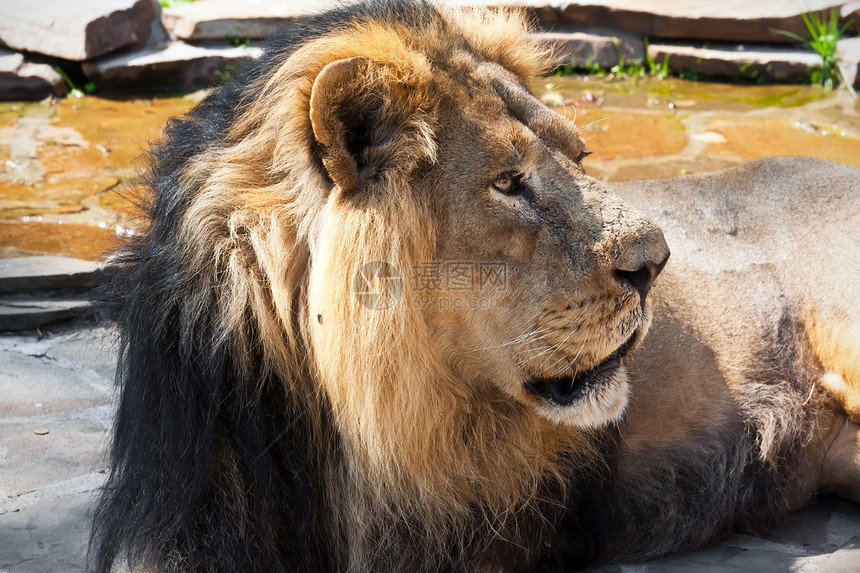 狮子男性猎人鬃毛食肉动物园哺乳动物猫科晶须荒野黄色图片