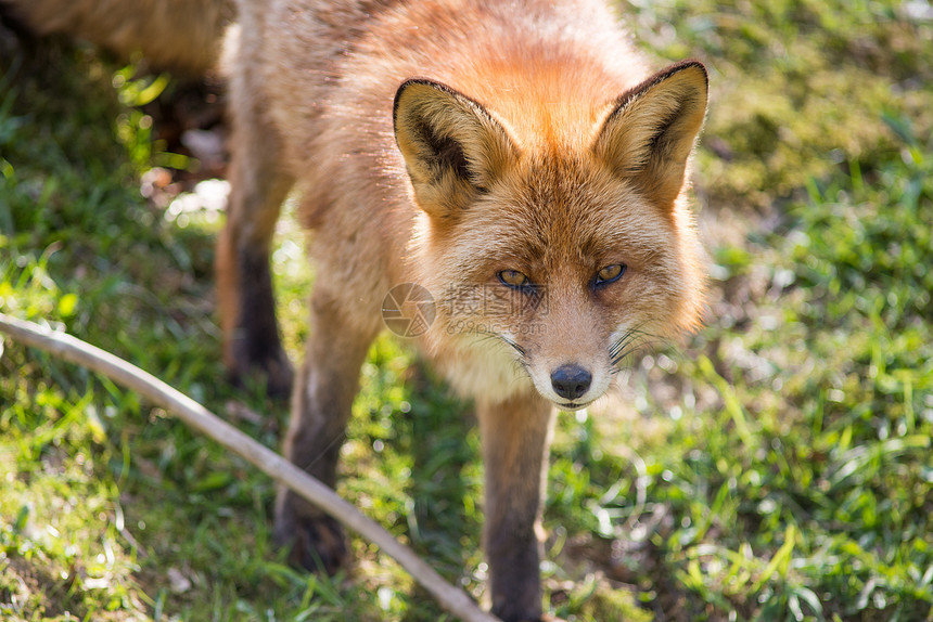 红狐狸哺乳动物猎人食肉毛皮动物警报犬类捕食者鼻子眼睛图片