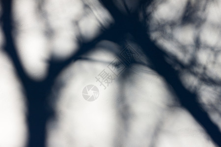 白墙上的树影阴影房子白色植物叶子背景图片