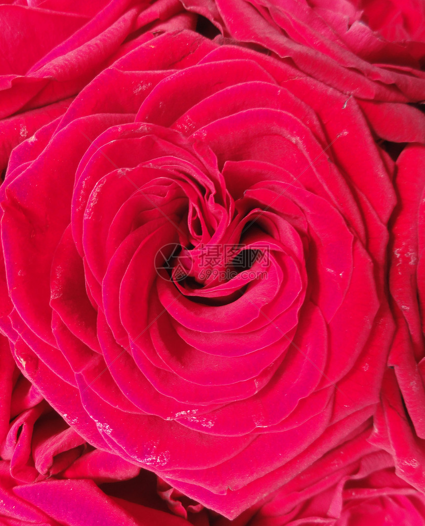 红玫瑰花红色花园花瓣植物园艺图片