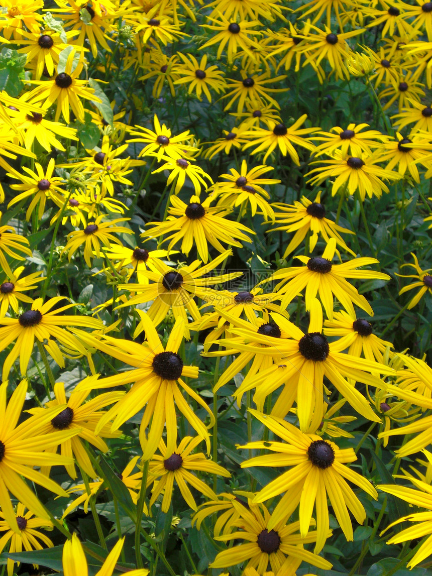 黄鲜花背景黑色场地园艺花粉绿色花园花瓣花店植物叶子图片