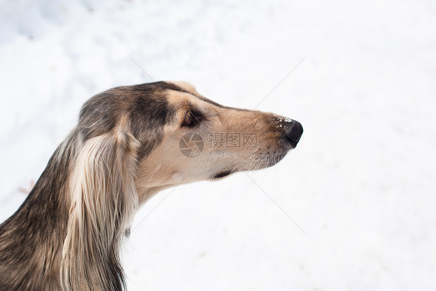 灰色沙露面画像灰色休息黑色食肉水平宠物白色动物猎犬图片
