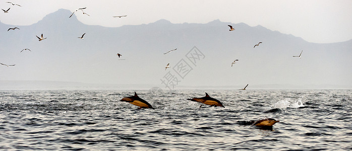 跳跃的海豚 跳跃的海豚高清图片