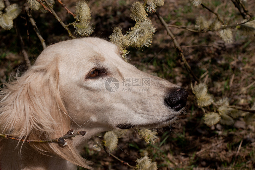 莎露琪和鲜花黑色白色水平食肉宠物猎犬棕色植物群动物植物图片