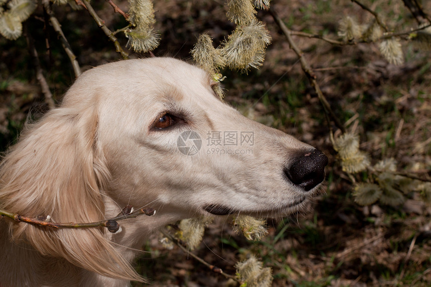 莎露琪和鲜花植物群棕色宠物动物黑色水平白色猎犬食肉植物图片