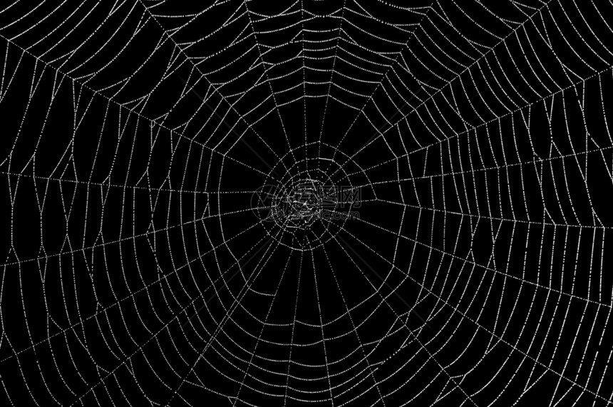 黑蜘蛛和白蜘蛛网图片