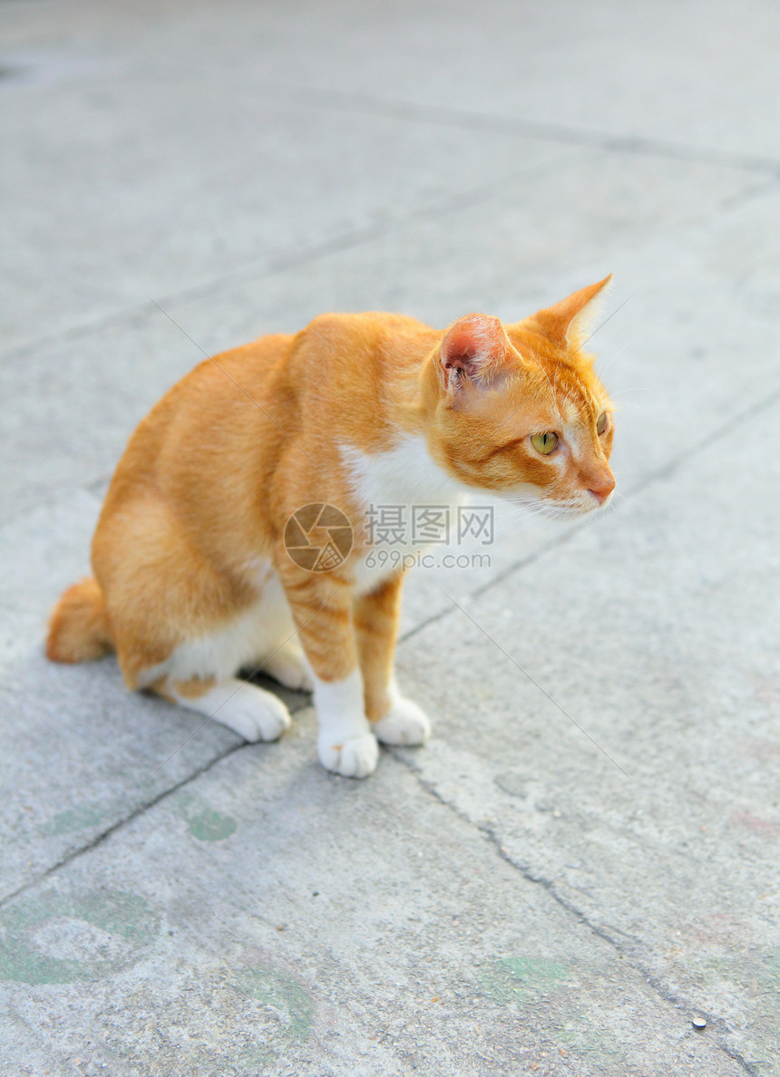 街上的猫婴儿宠物哺乳动物动物猫咪小猫毛皮图片