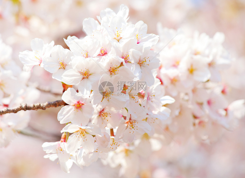 樱桃季节樱花粉色宏观白色花园图片