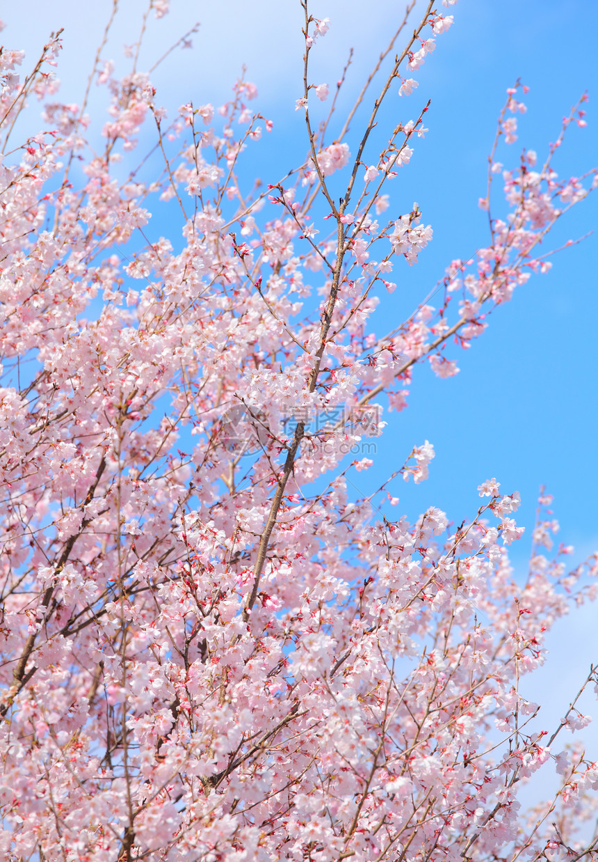 樱树节日孩子花园学生社会植物樱花白色天空晴天图片