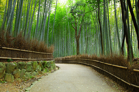 嵯峨野竹林京都的竹竹林丛林栅栏森林叶子小路树林地标游客木头人行道背景
