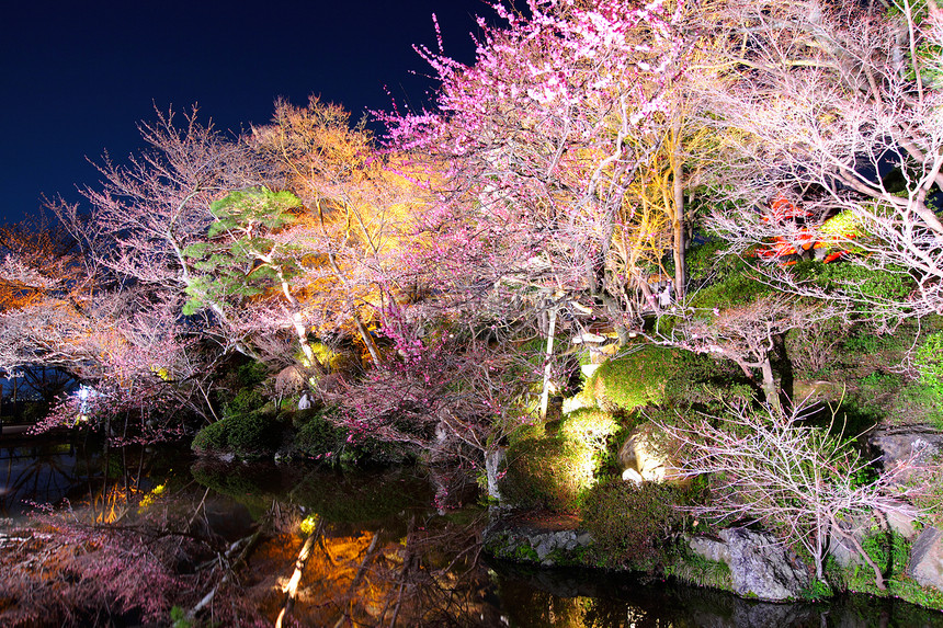 樱树 夜里反映河流图片