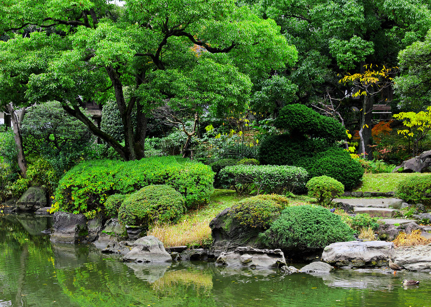 日本美丽的花园 日本院子建筑学衬套园艺绿色叶子公园池塘植物图片