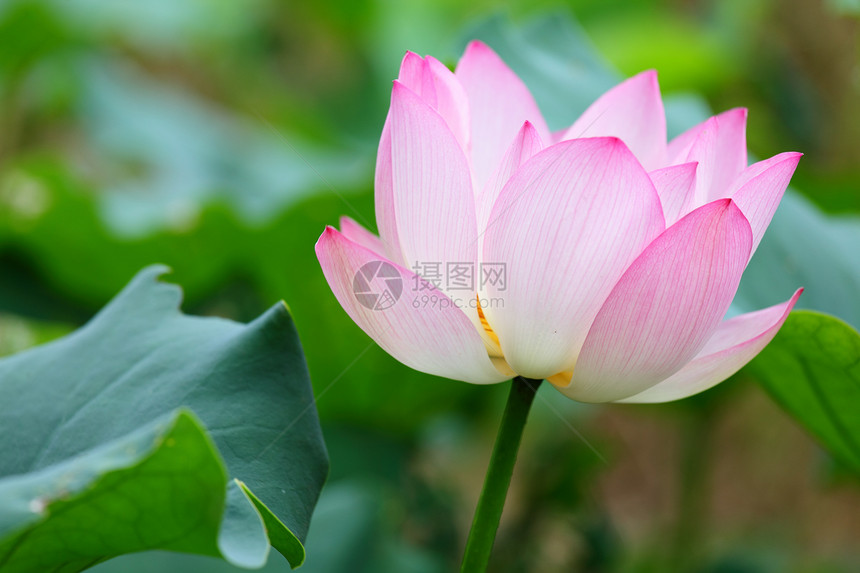 莲花白色粉色花瓣池塘叶子百合植物花园花朵绿色图片