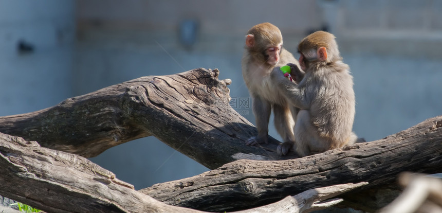 Macaque 雪 猴子在用软焦点的奶嘴玩游戏小憩睡眠力量毛皮爪子棕色野生动物动物园地形哺乳动物图片