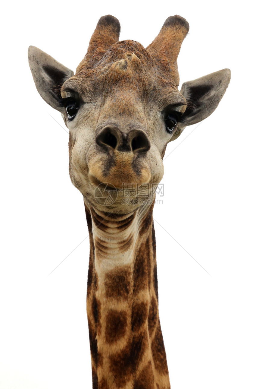Giraffe  孤立的牛角棕色白色哺乳动物脖子耳朵眼睛图片
