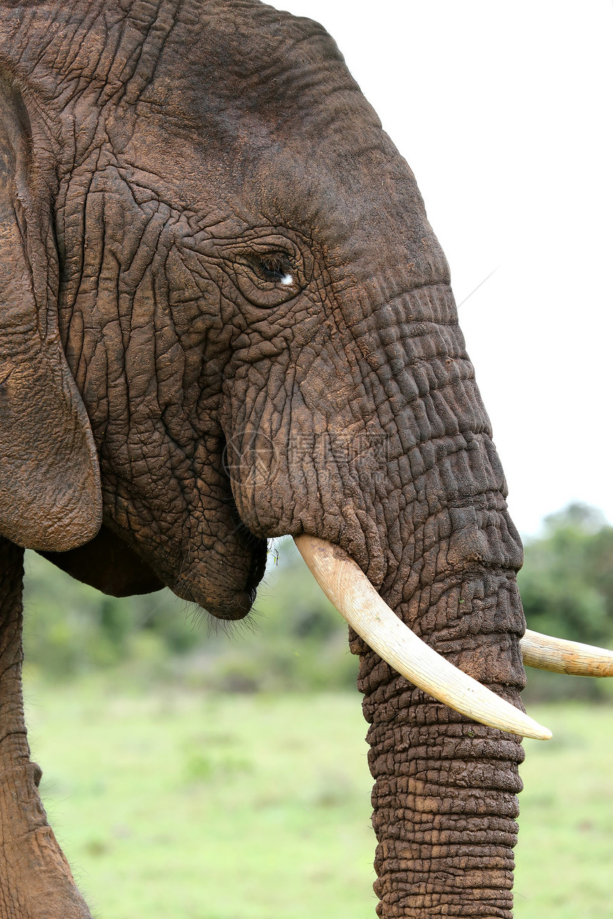 非洲大象简介图片