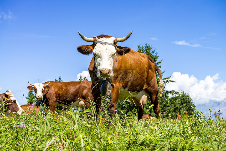 阿尔卑山牛牛奶毛皮绿色小木屋小牛农场胸部哺乳动物女性反刍动物图片